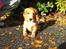 Cocker spaniel Kaylee