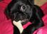 Griffon petit brabancon *~ Alma ~* R.I.P - Mums!!