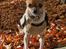Chihuahua *~ Shika ~* R.I.P - Så er vi på skovtur - Dejligt! :) 
28.10.12