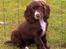 Cocker spaniel Emma - 12 uger.