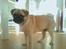 Mops Pascal - Klar til underholdning