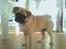 Mops Pascal - Sagde du hundekiks