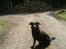 Blanding af racer Bella