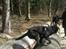 Blanding af racer Bella