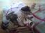 Shih tzu Uffe