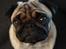 Mops Pelle - Tak for kigget på min profil 