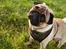 Mops Pelle