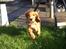 Cocker spaniel Kaylee