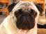 Mops Fussi