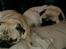 Mops Fussi