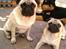 Mops Fussi