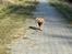Cairn terrier Nova R.I.P.