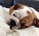 Engelsk bulldog Putte