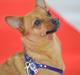 Blanding af racer Chihuahua/Dværgpinscher *~ Paya ~* R.I.P