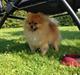 Pomeranian Topsy's Bailey