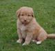 Nova scotia duck tolling retriever Alberte