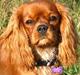 Cavalier king charles spaniel Nellie 30/3-12 - 4/9-17