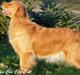 Golden retriever Leongolden Cha Cha Cha