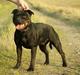 Staffordshire bull terrier Rally-B Amazing Staffs Breathtaking Luna