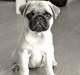 Mops Pascal