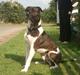 Amerikansk staffordshire terrier Kenzo