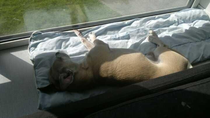 Blanding af racer Gizmo billede 1