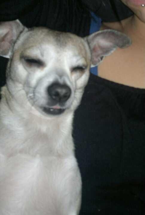 Blanding af racer Gizmo billede 3