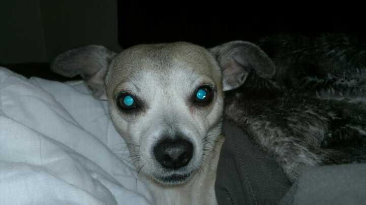 Blanding af racer Gizmo billede 4