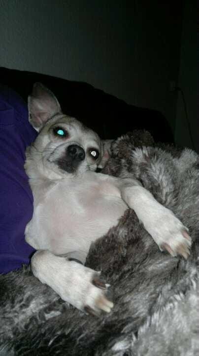 Blanding af racer Gizmo billede 5