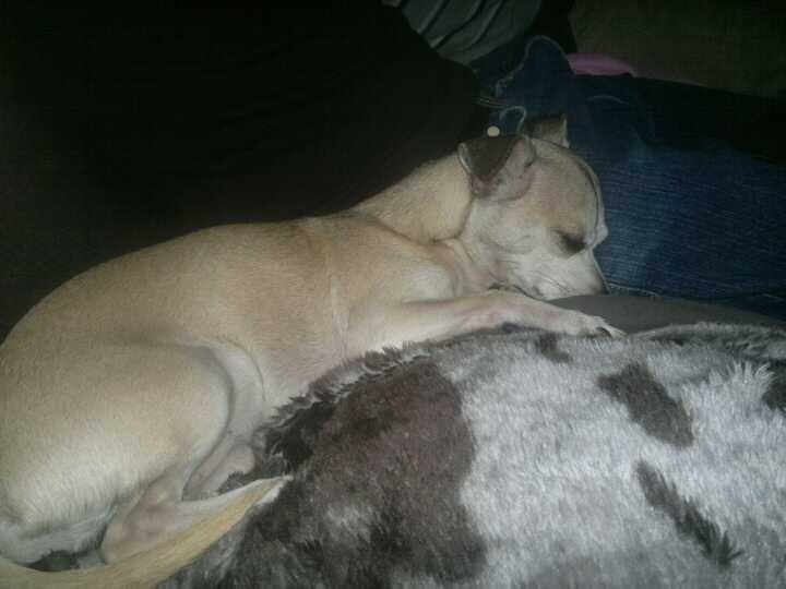 Blanding af racer Gizmo billede 6