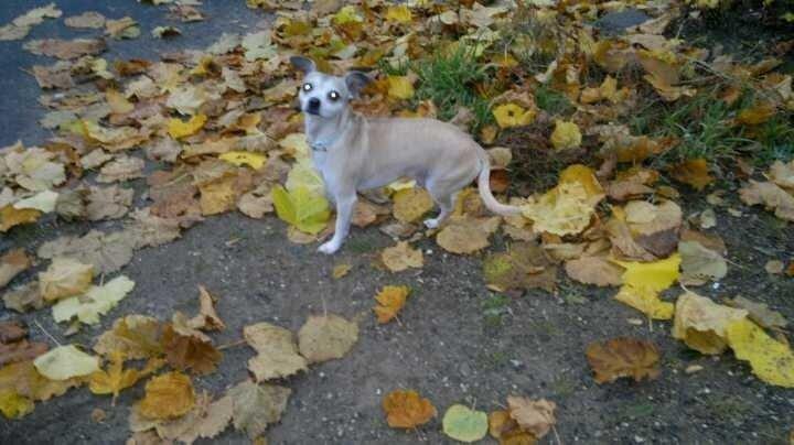 Blanding af racer Gizmo billede 7