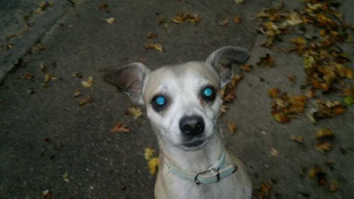 Blanding af racer Gizmo billede 8