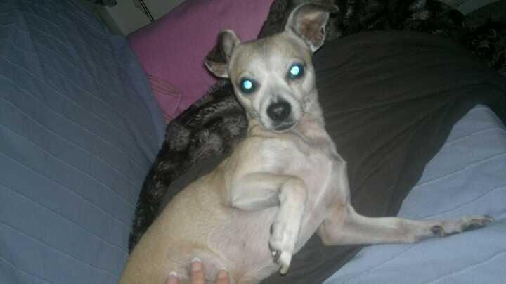 Blanding af racer Gizmo billede 9