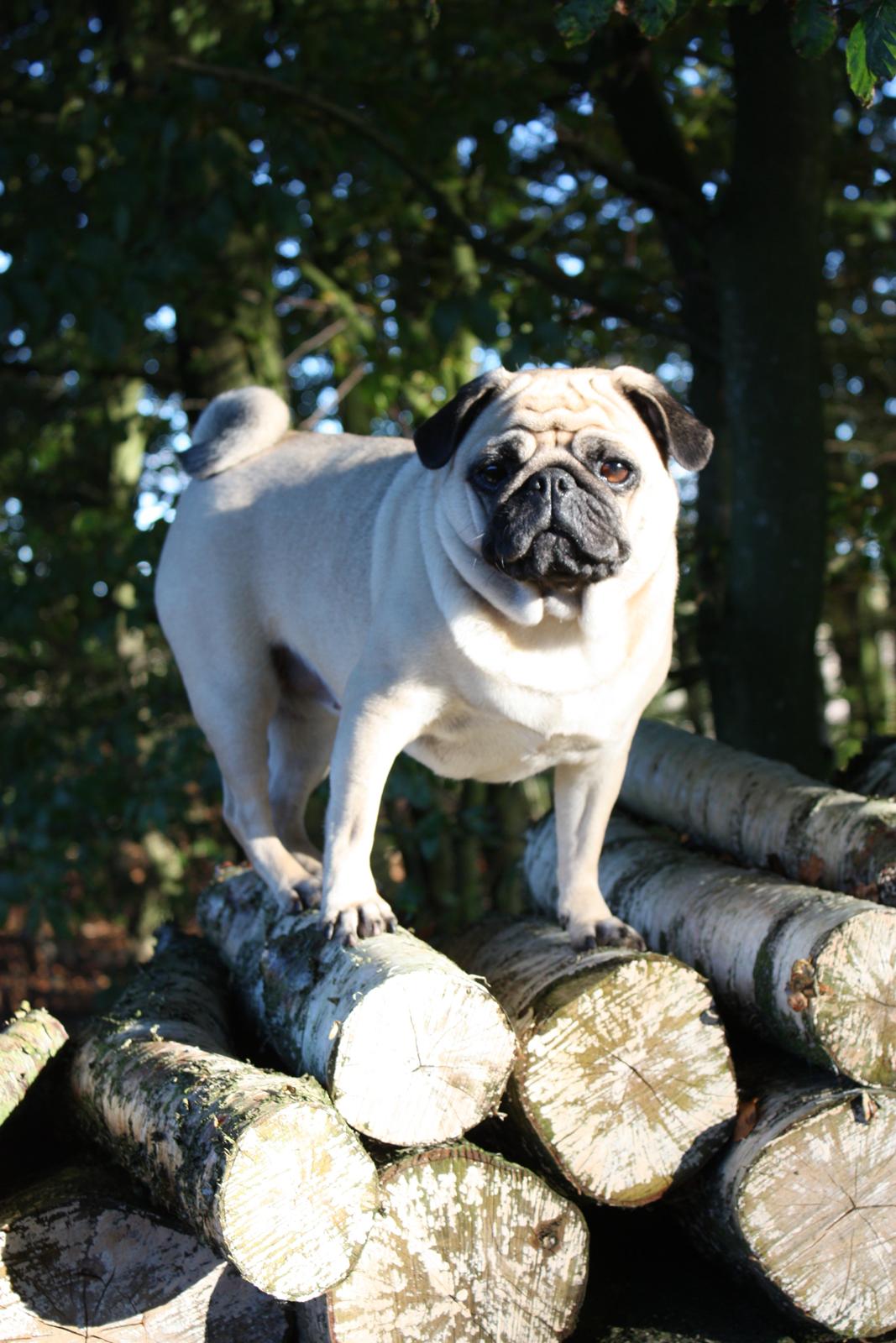 Mops Agnes (Den smukkeste stjerne på hundehimlen) - Agnes i skoven. OKT.2012 billede 6