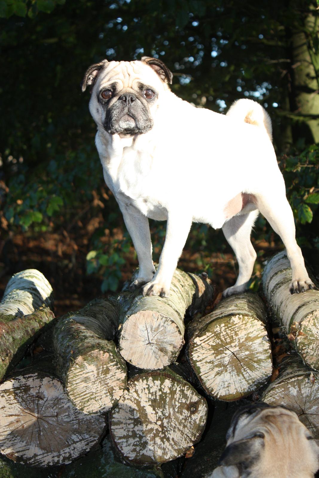 Mops Cosmo - Cosmo i skoven OKT.2012 billede 8