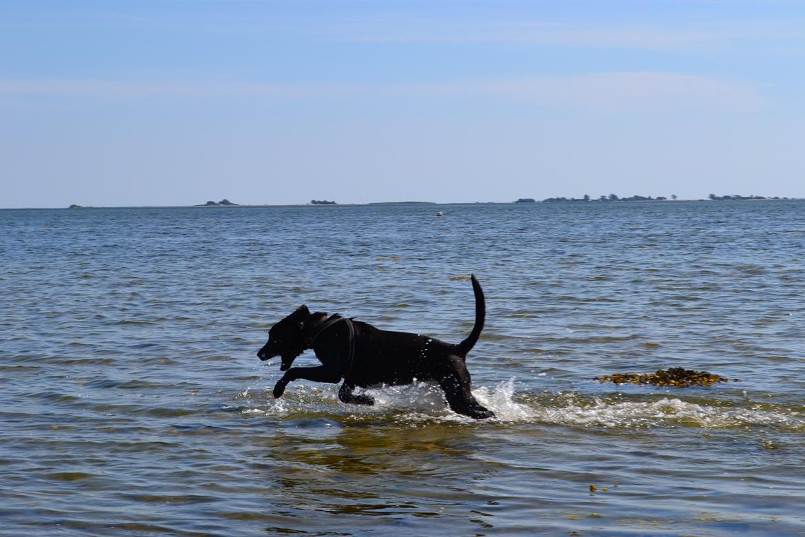 Blanding af racer Bell (labrador/boxer) - Vand hund! billede 12