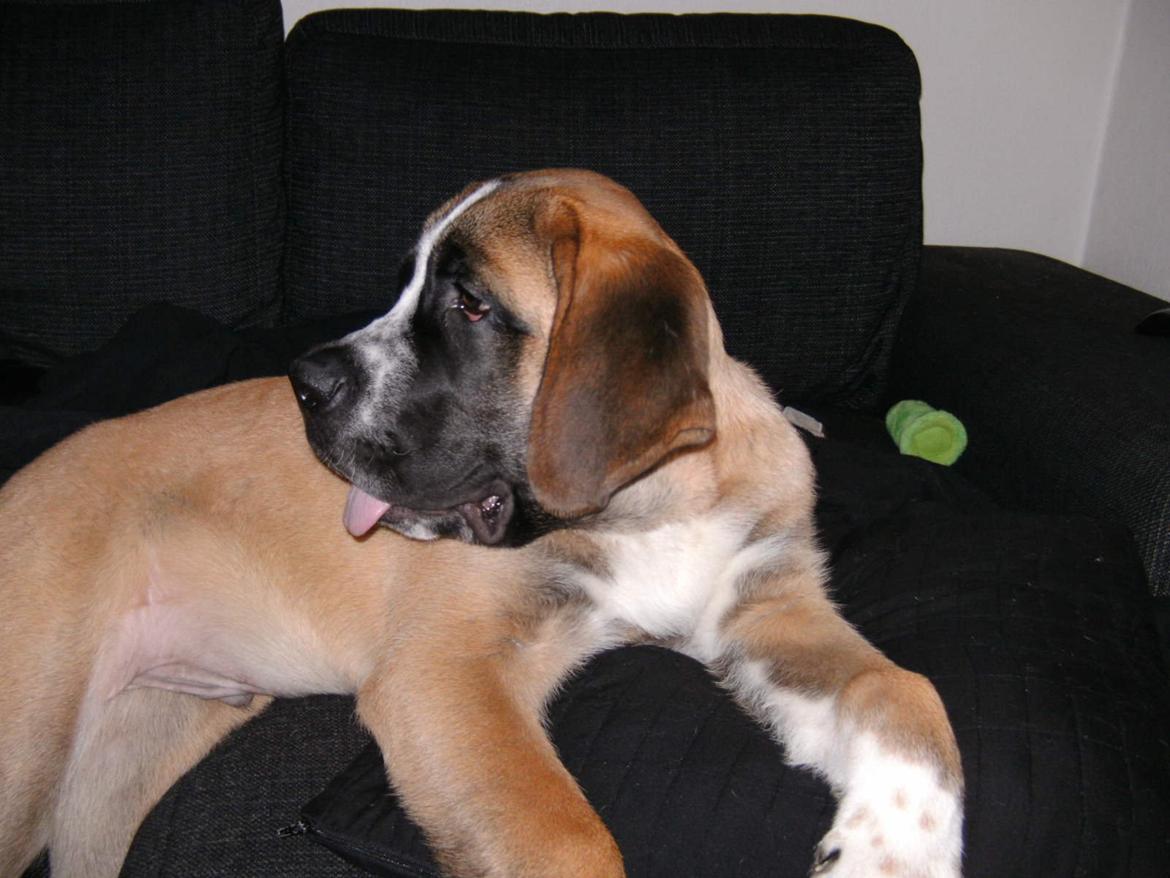 Blanding af racer Leon billede 11