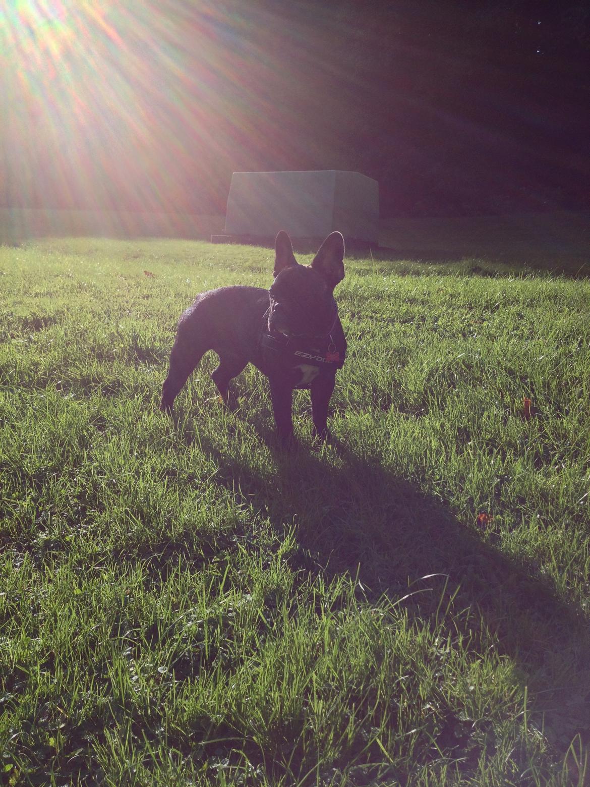 Fransk bulldog Liva billede 16