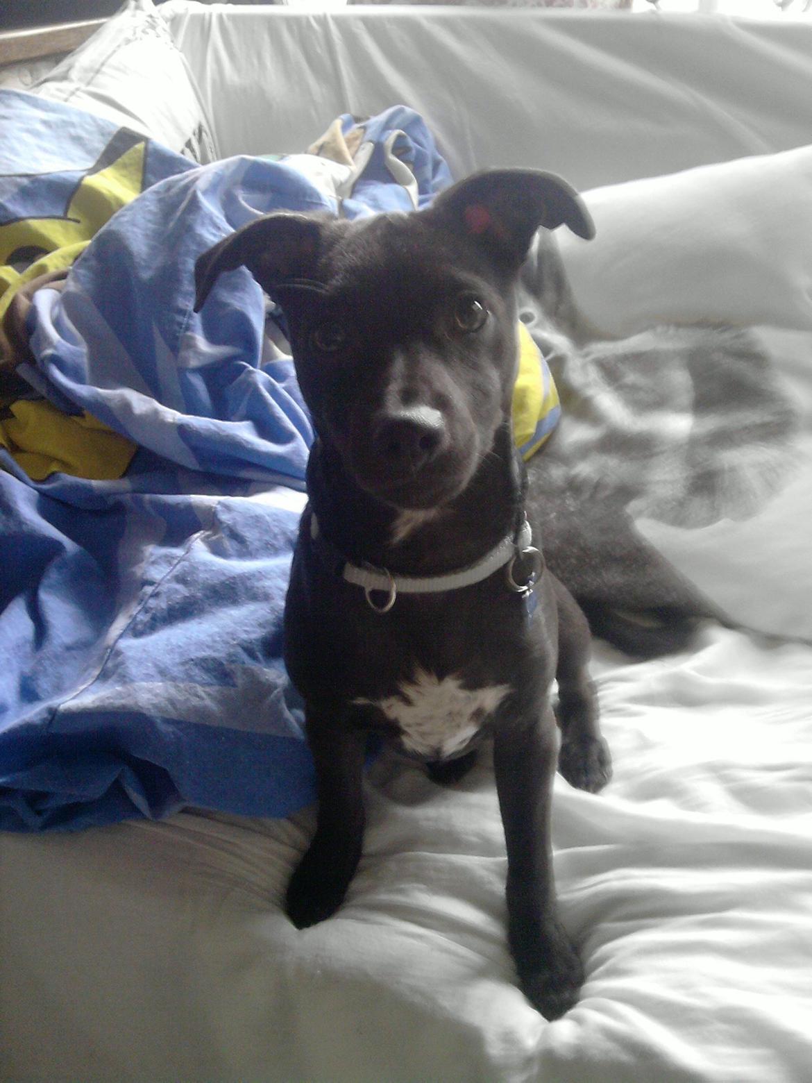 Blanding af racer Emil billede 1