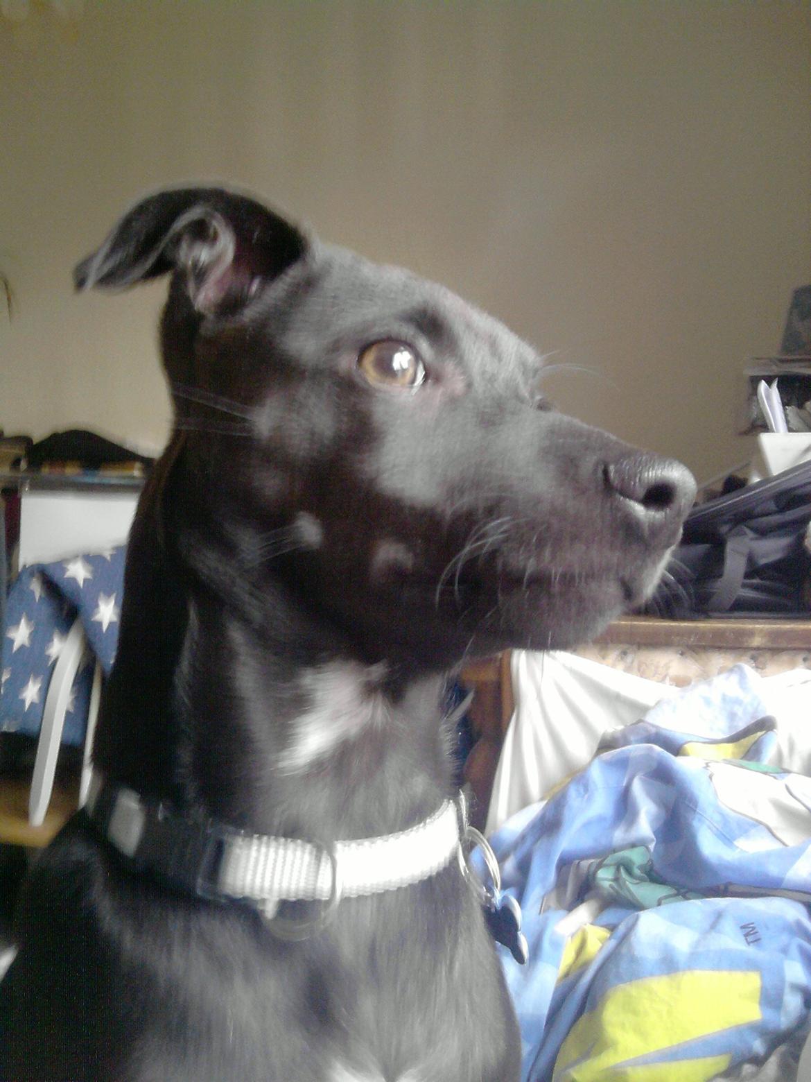 Blanding af racer Emil billede 2