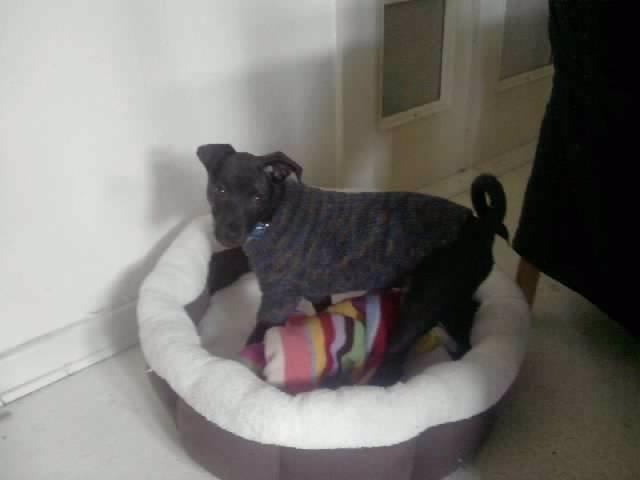 Blanding af racer Emil billede 3