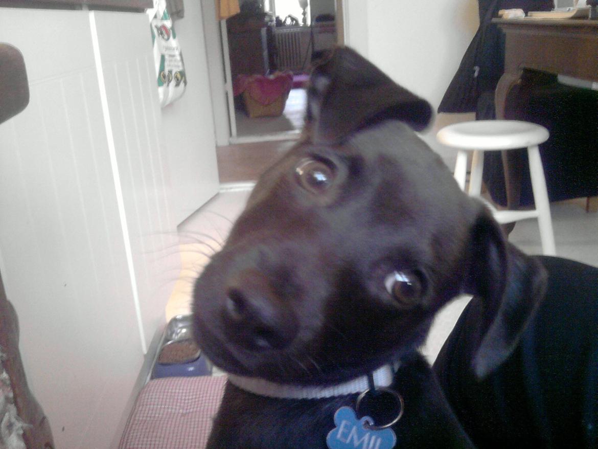 Blanding af racer Emil billede 4