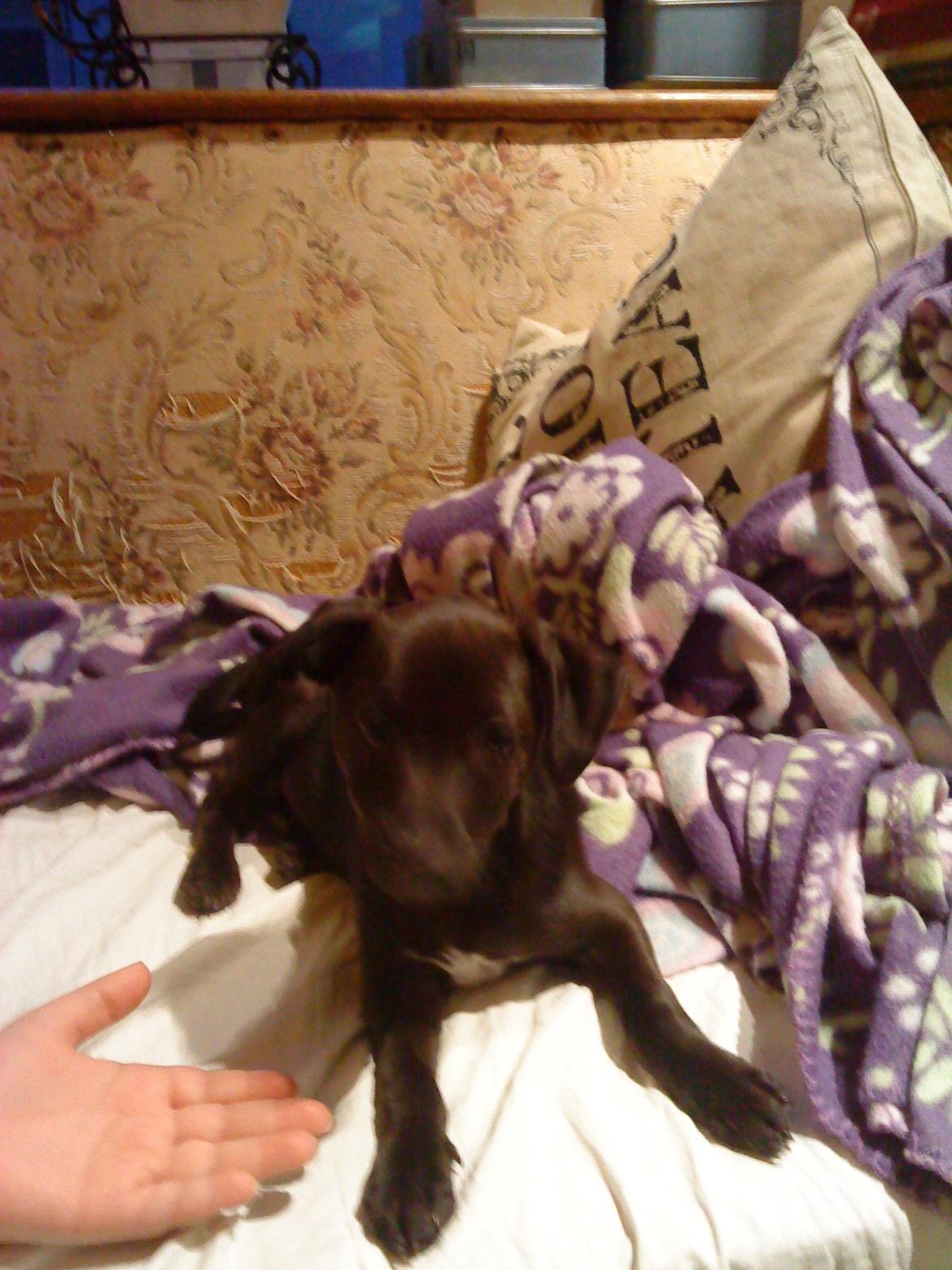 Blanding af racer Emil billede 5