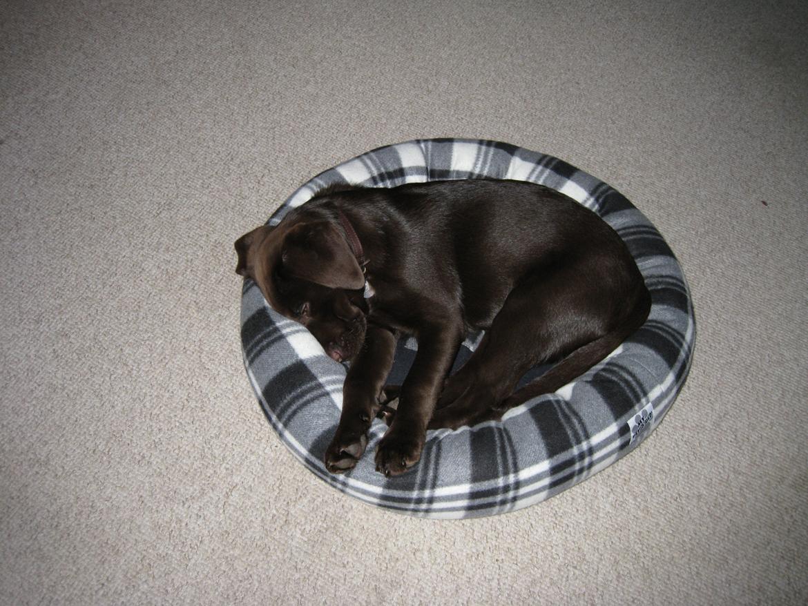 Labrador retriever Oskar - Selvom jeg er stor bruger jeg stadig min elskede pude billede 1