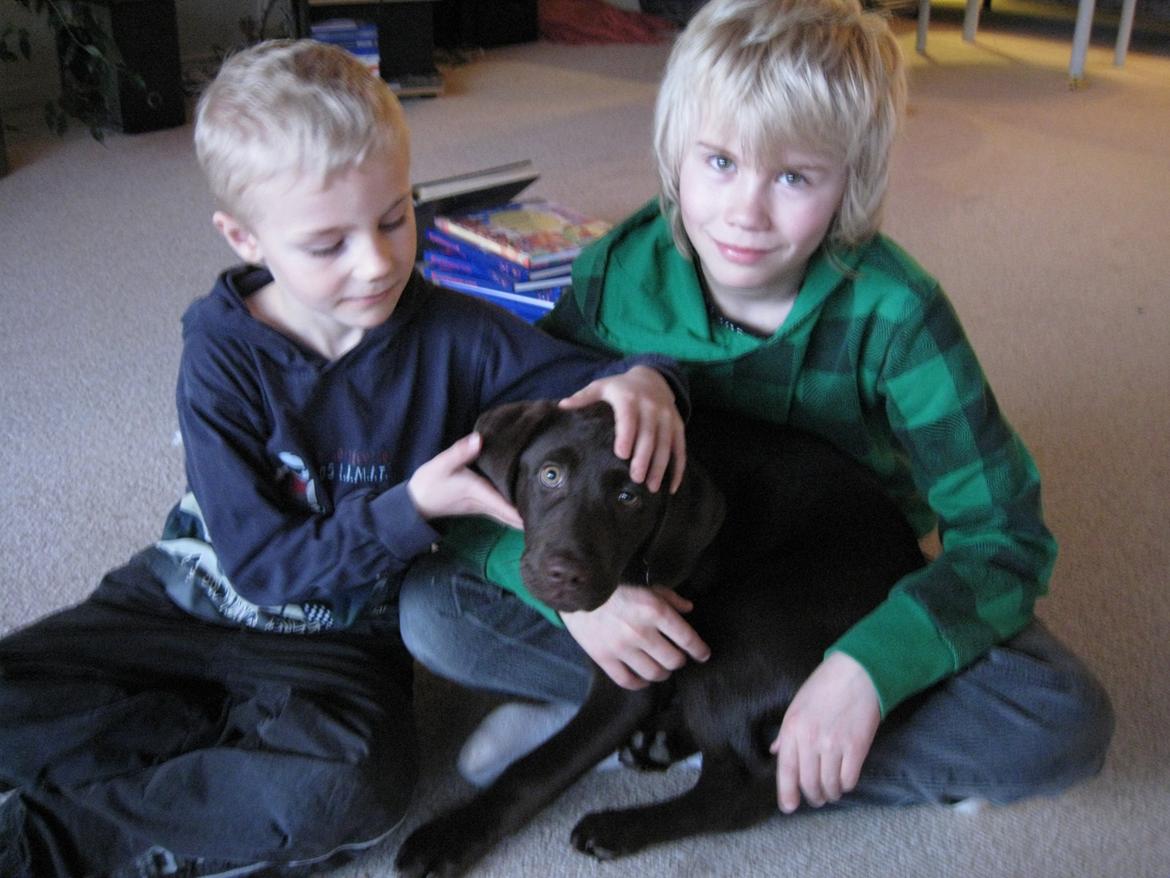 Labrador retriever Oskar - Mine tre elskede drenge <3 billede 2