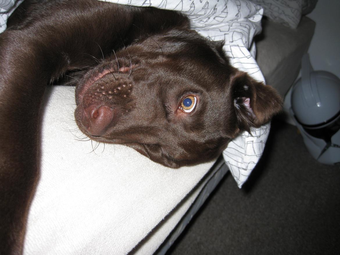 Labrador retriever Oskar - Grrr. Pas på, jeg er farlig ;-) billede 3