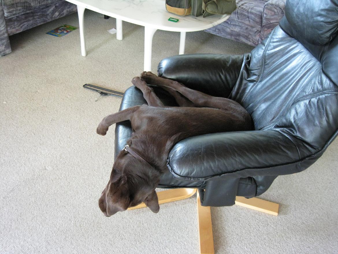 Labrador retriever Oskar - Jeg elsker at sove med hovedet nedaf billede 4