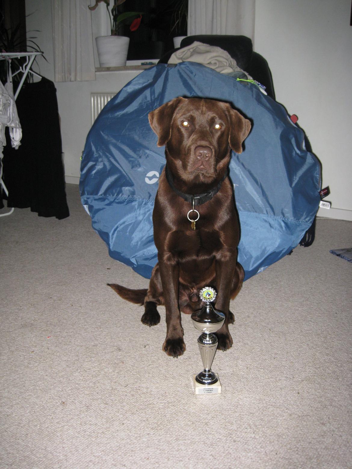 Labrador retriever Oskar - Min første pokal :-) billede 5