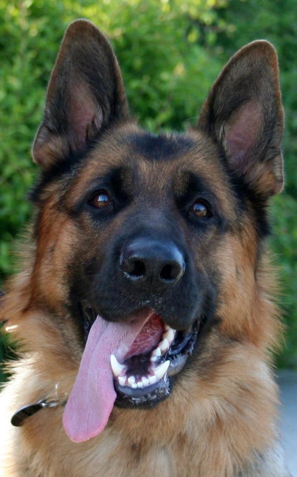 Schæferhund Kenzo billede 1