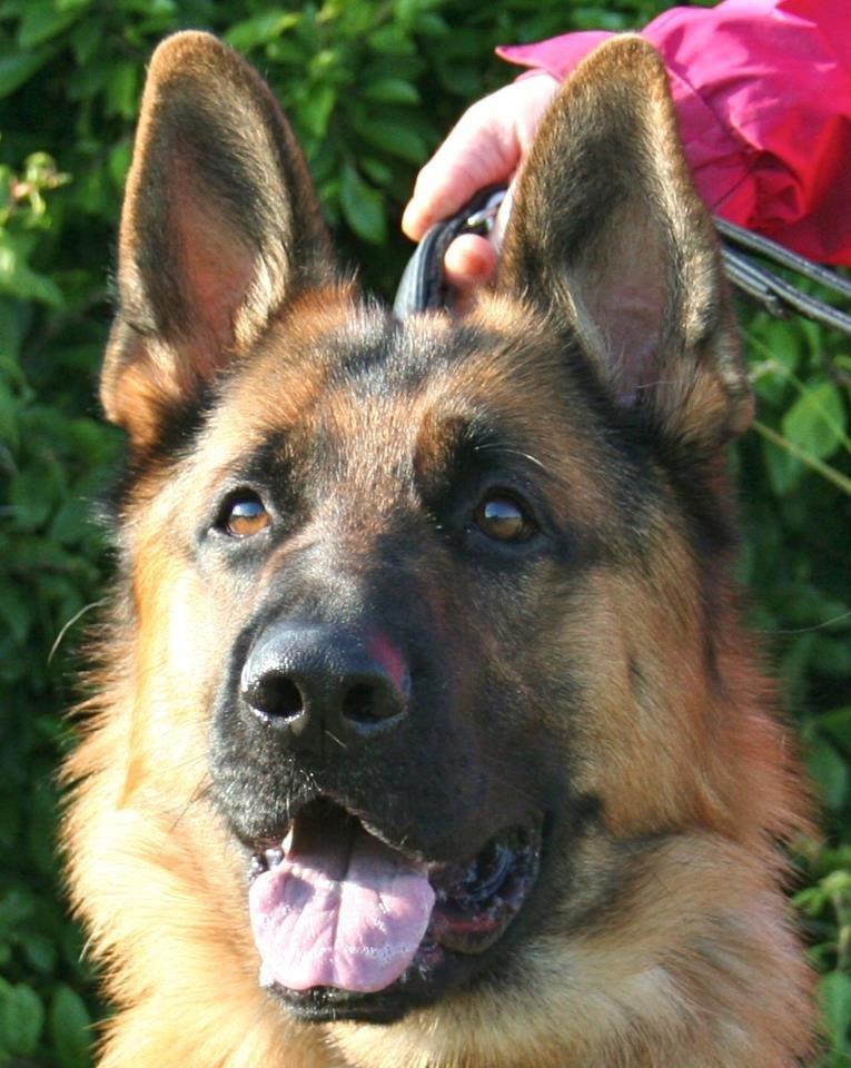 Schæferhund Kenzo billede 2